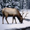 Происшествия: С дач  воруют, в животных стреляют